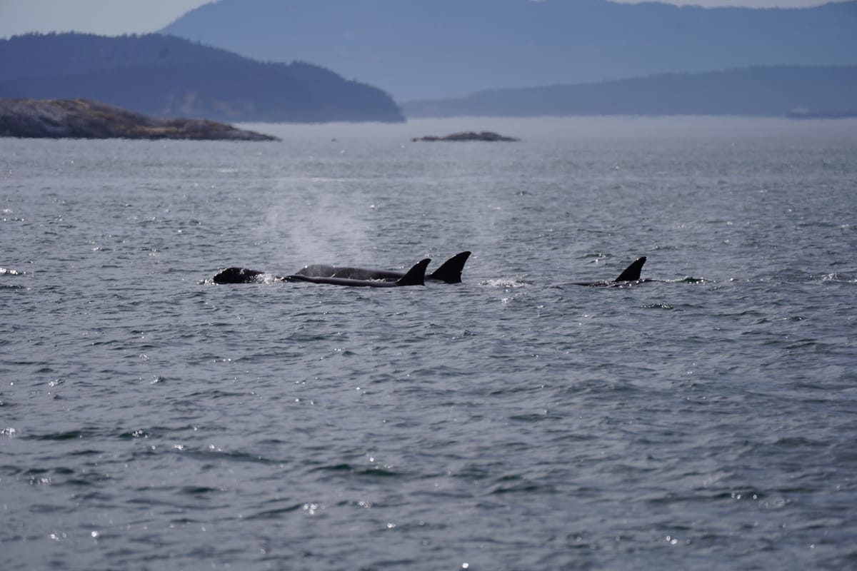 Whale-watching at Salish