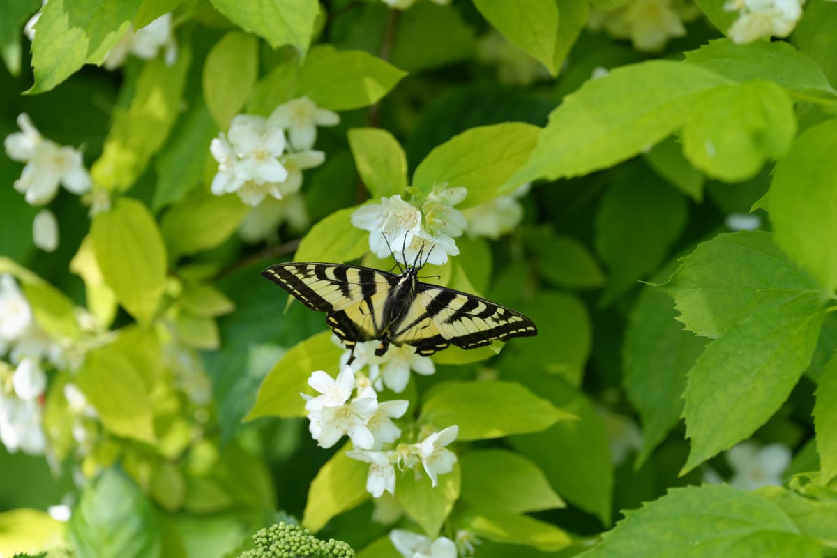 Garden Butterflies