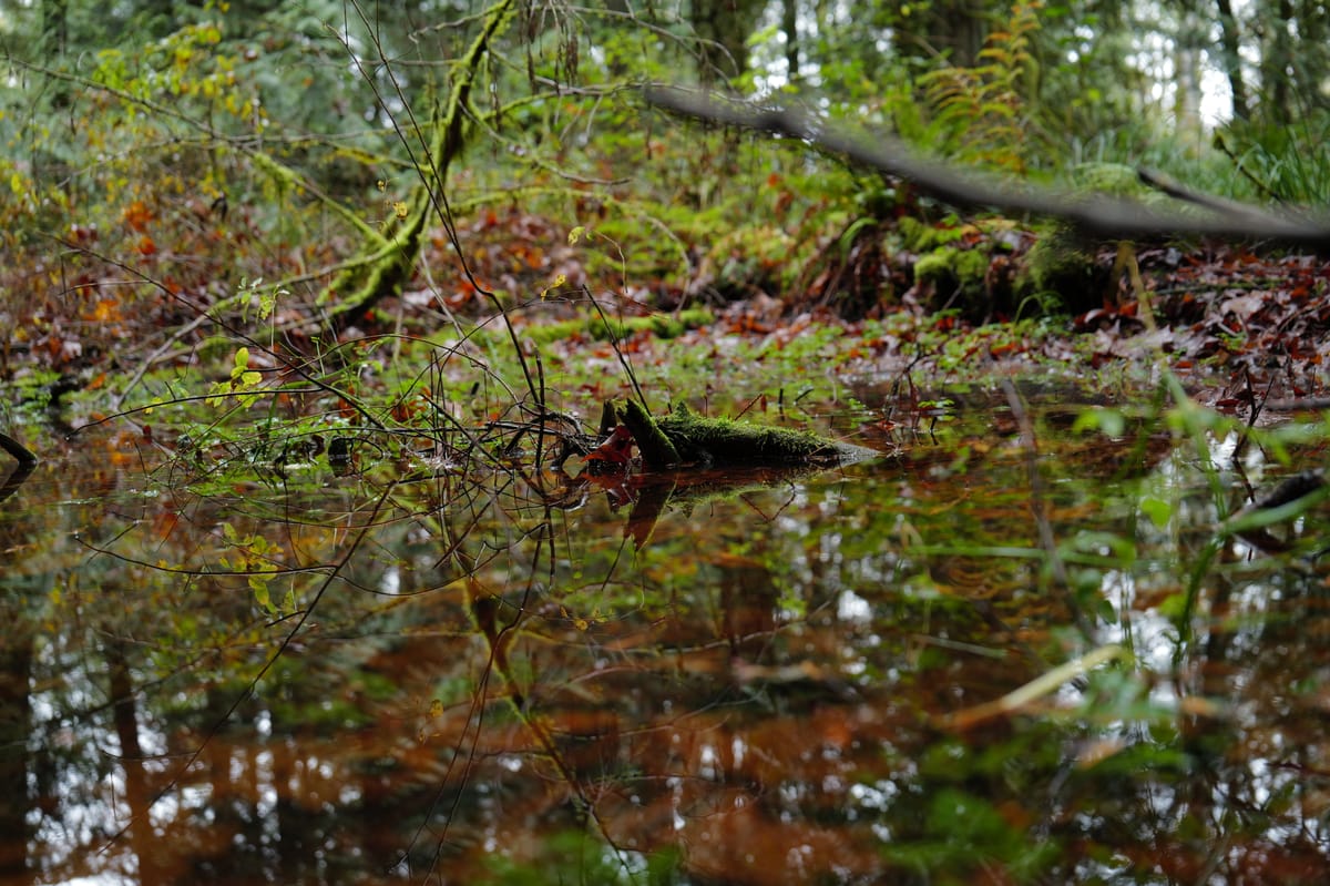 Wet forest day