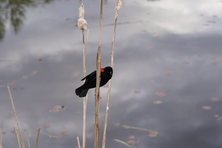 Red-winged Blackbird