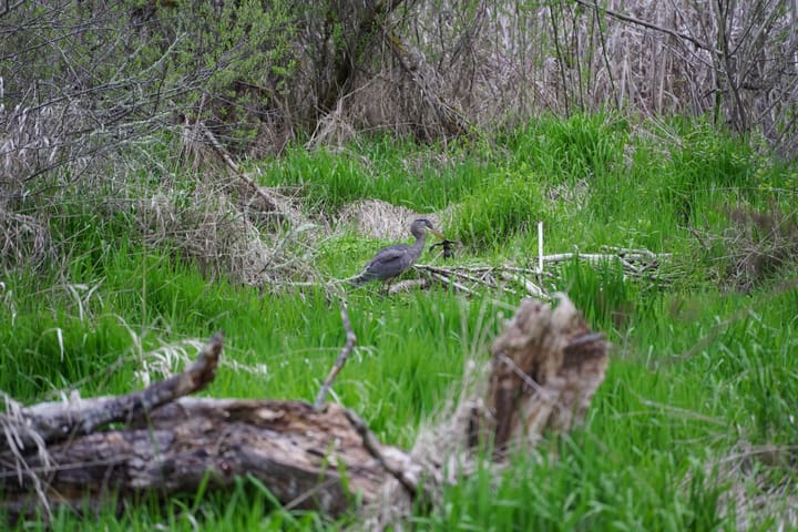 Young Blue Great Heron