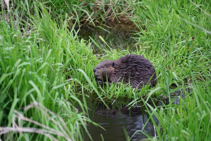 Beaver