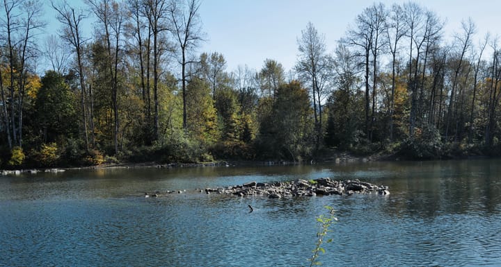 Salmon Crossing